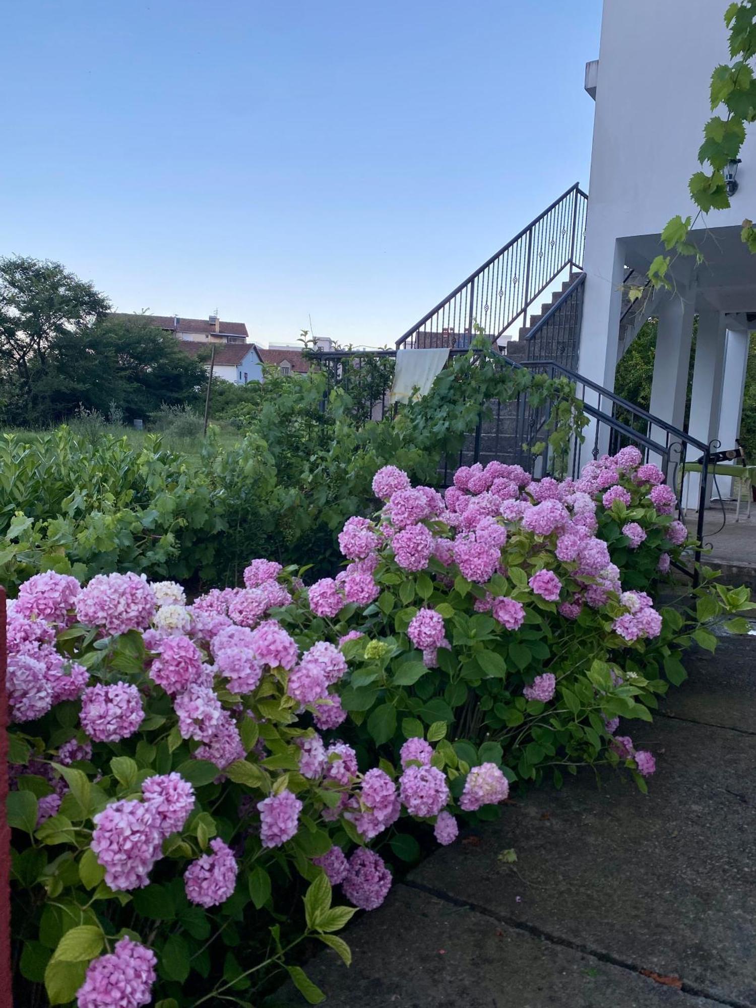 Apartmani Dragana Херцег Нови Екстериор снимка